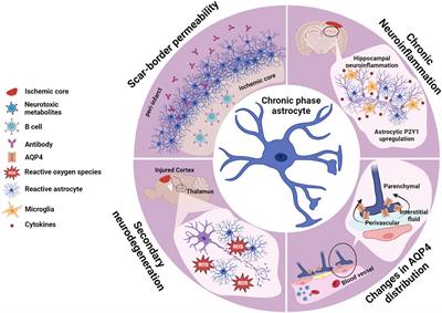Astrocytes in stroke-induced neurodegeneration: a timeline